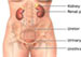 Female Urinary System