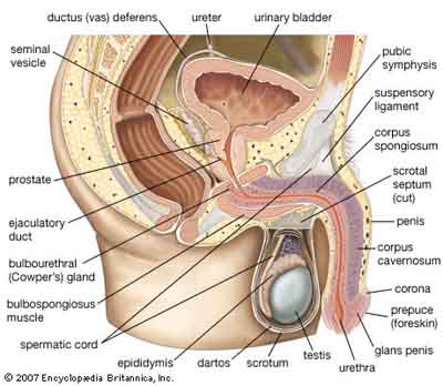 Role of Urologist?