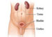 Male Urinary System